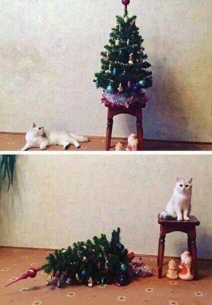 Gatto e albero.jpg